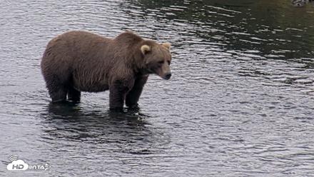 Kodiak Alaska Brown Bears Live Webcam - Aug 20, 2026, 5:55pm AKDT
