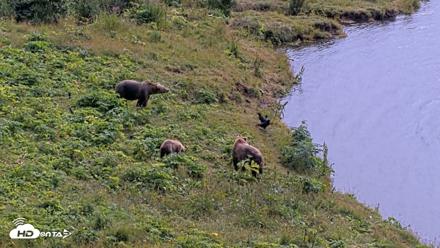 Kodiak Alaska Brown Bears Live Webcam - Aug 9, 2026, 12:58pm AKDT