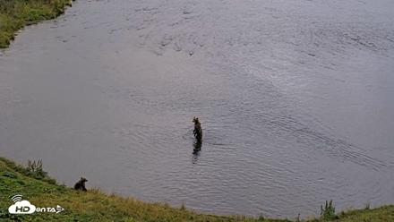 Kodiak Alaska Brown Bears Live Webcam - Aug 20, 2026, 8:30pm AKDT