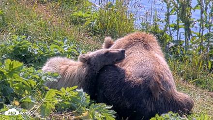 Kodiak Alaska Brown Bears Live Webcam - Aug 8, 2026, 12:06pm AKDT