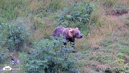 Kodiak Alaska Brown Bears Live Webcam - Aug 15, 2026, 2:46pm AKDT