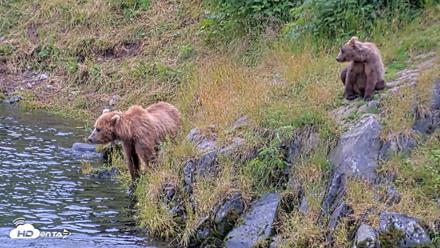 Kodiak Alaska Brown Bears Live Webcam - Aug 4, 2026, 9:09pm AKDT