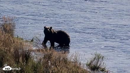 Kodiak Alaska Brown Bears Live Webcam - Oct 2, 2026, 12:46pm AKDT