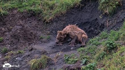 Kodiak Alaska Brown Bears Live Webcam - Aug 17, 2026, 8:07pm AKDT
