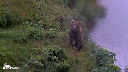 Kodiak Alaska Brown Bears Live Webcam - Jul 21, 2026, 7:06am AKDT