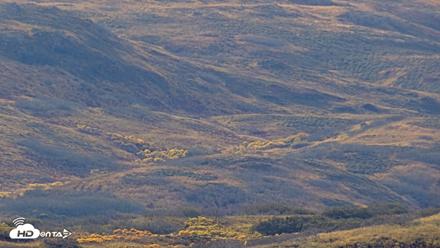 Kodiak Alaska Brown Bears Live Webcam - Oct 8, 2026, 12:16pm AKDT