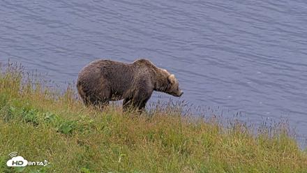 Kodiak Alaska Brown Bears Live Webcam - Aug 5, 2026, 8:42am AKDT