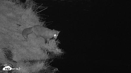 Kodiak Alaska Brown Bears Live Webcam - Oct 7, 2026, 9:59pm AKDT