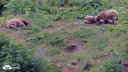 Kodiak Alaska Brown Bears Live Webcam - Aug 6, 2026, 8:02pm AKDT