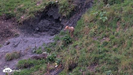 Kodiak Alaska Brown Bears Live Webcam - Aug 21, 2026, 9:22pm AKDT