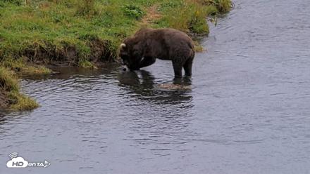 Kodiak Alaska Brown Bears Live Webcam - Aug 19, 2026, 3:36pm AKDT