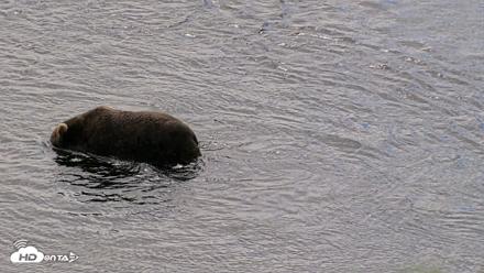 Kodiak Alaska Brown Bears Live Webcam - Aug 1, 2026, 12:49pm AKDT