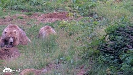 Kodiak Alaska Brown Bears Live Webcam - Aug 10, 2026, 8:14pm AKDT