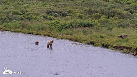 Kodiak Alaska Brown Bears Live Webcam - Aug 10, 2026, 7:47pm AKDT