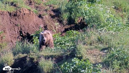 Kodiak Alaska Brown Bears Live Webcam - Jul 24, 2026, 6:58pm AKDT