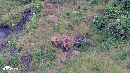 Kodiak Alaska Brown Bears Live Webcam - Jul 29, 2026, 10:03pm AKDT