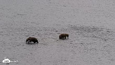 Kodiak Alaska Brown Bears Live Webcam - Aug 14, 2026, 1:39pm AKDT