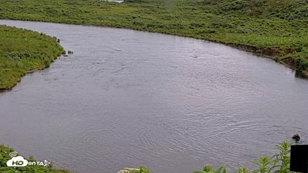 Kodiak Alaska Brown Bears Live Webcam - Jul 20, 2026, 5:25pm AKDT