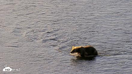 Kodiak Alaska Brown Bears Live Webcam - Jul 30, 2026, 9:22am AKDT