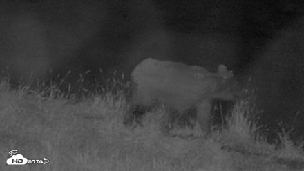 Kodiak Alaska Brown Bears Live Webcam - Aug 16, 2026, 10:23pm AKDT