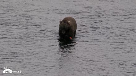 Kodiak Alaska Brown Bears Live Webcam - Aug 20, 2026, 5:47pm AKDT