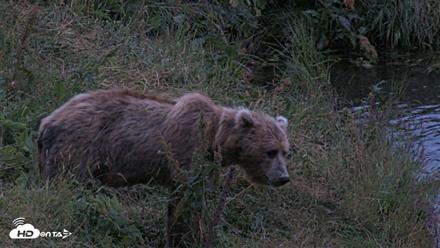 Kodiak Alaska Brown Bears Live Webcam - Aug 11, 2026, 6:25am AKDT