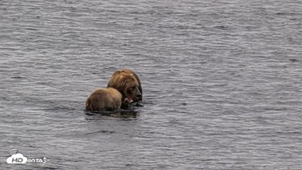 Kodiak Alaska Brown Bears Live Webcam - Aug 6, 2026, 10:59am AKDT