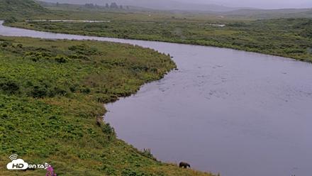 Kodiak Alaska Brown Bears Live Webcam - Aug 17, 2026, 8:39pm AKDT