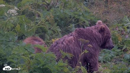 Kodiak Alaska Brown Bears Live Webcam - Aug 4, 2026, 7:14am AKDT