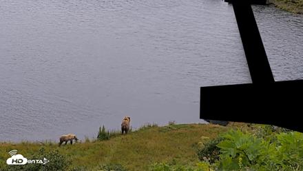 Kodiak Alaska Brown Bears Live Webcam - Aug 4, 2026, 4:32pm AKDT
