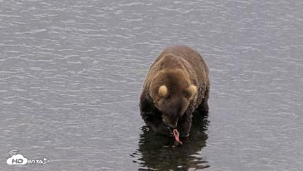 Kodiak Alaska Brown Bears Live Webcam - Aug 10, 2026, 6:02pm AKDT