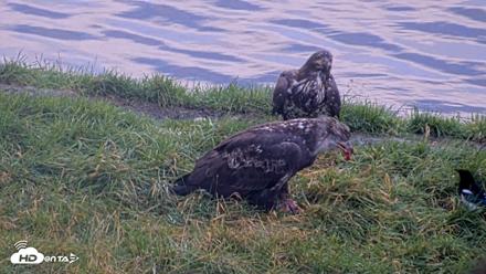 Kodiak Alaska Brown Bears Live Webcam - Oct 12, 2026, 6:13pm AKDT