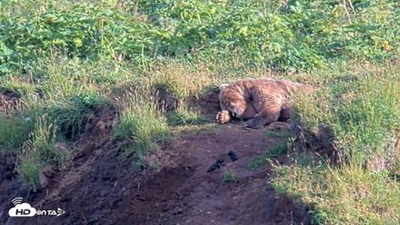 Kodiak Alaska Brown Bears Live Webcam - Aug 11, 2026, 7:43pm AKDT
