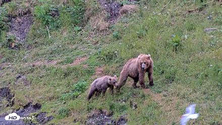 Kodiak Alaska Brown Bears Live Webcam - Aug 4, 2026, 9:07pm AKDT