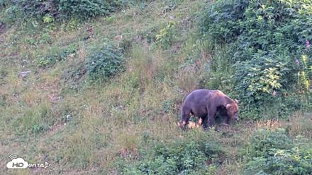 Kodiak Alaska Brown Bears Live Webcam - Aug 11, 2026, 8:56pm AKDT