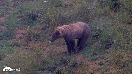 Kodiak Alaska Brown Bears Live Webcam - Aug 4, 2026, 7:07am AKDT