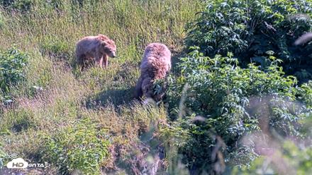 Kodiak Alaska Brown Bears Live Webcam - Jul 30, 2026, 5:59pm AKDT