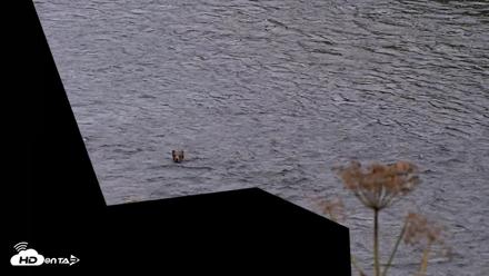 Kodiak Alaska Brown Bears Live Webcam - Aug 19, 2026, 9:27pm AKDT