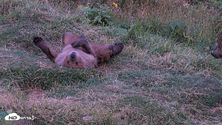 Kodiak Alaska Brown Bears Live Webcam - Aug 11, 2026, 10:15pm AKDT