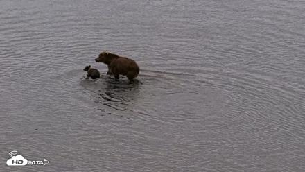 Kodiak Alaska Brown Bears Live Webcam - Aug 19, 2026, 9:32pm AKDT