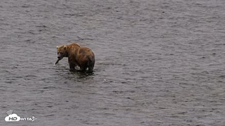 Kodiak Alaska Brown Bears Live Webcam - Aug 6, 2026, 6:42am AKDT
