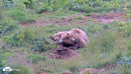 Kodiak Alaska Brown Bears Live Webcam - Aug 11, 2026, 4:27pm AKDT
