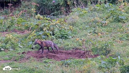Kodiak Alaska Brown Bears Live Webcam - Aug 20, 2026, 6:51pm AKDT