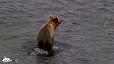 Kodiak Alaska Brown Bears Live Webcam - Aug 13, 2026, 4:47pm AKDT