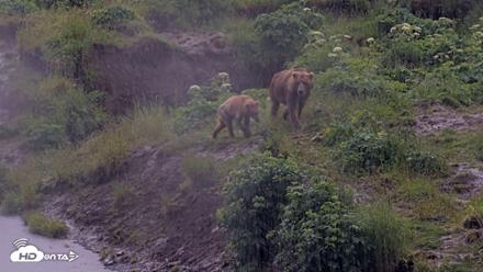 Kodiak Alaska Brown Bears Live Webcam - Jul 21, 2026, 2:43pm AKDT