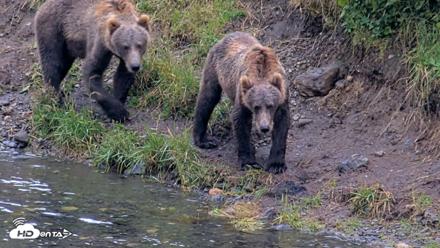 Kodiak Alaska Brown Bears Live Webcam - Aug 17, 2026, 4:08pm AKDT
