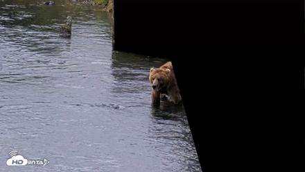 Kodiak Alaska Brown Bears Live Webcam - Aug 12, 2026, 7:18am AKDT