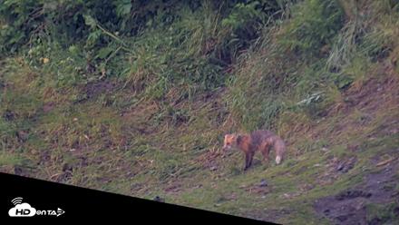 Kodiak Alaska Brown Bears Live Webcam - Jul 25, 2026, 6:41am AKDT