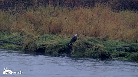 Kodiak Alaska Brown Bears Live Webcam - Oct 5, 2026, 9:16am AKDT