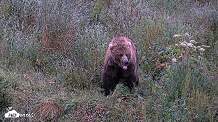 Kodiak Alaska Brown Bears Live Webcam - Jul 27, 2026, 10:52pm AKDT